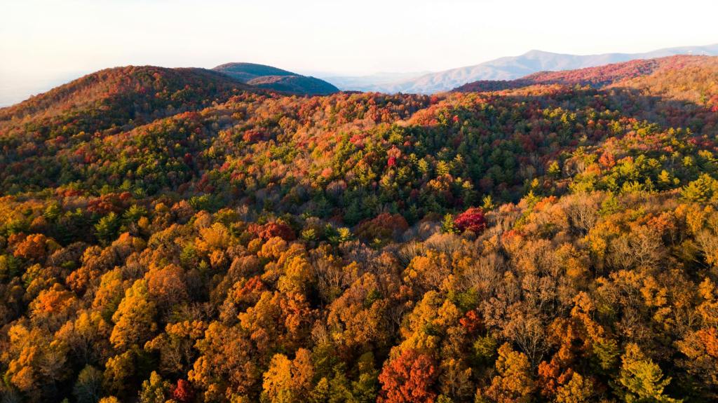 aerial photography green and yellow trees during sunlight