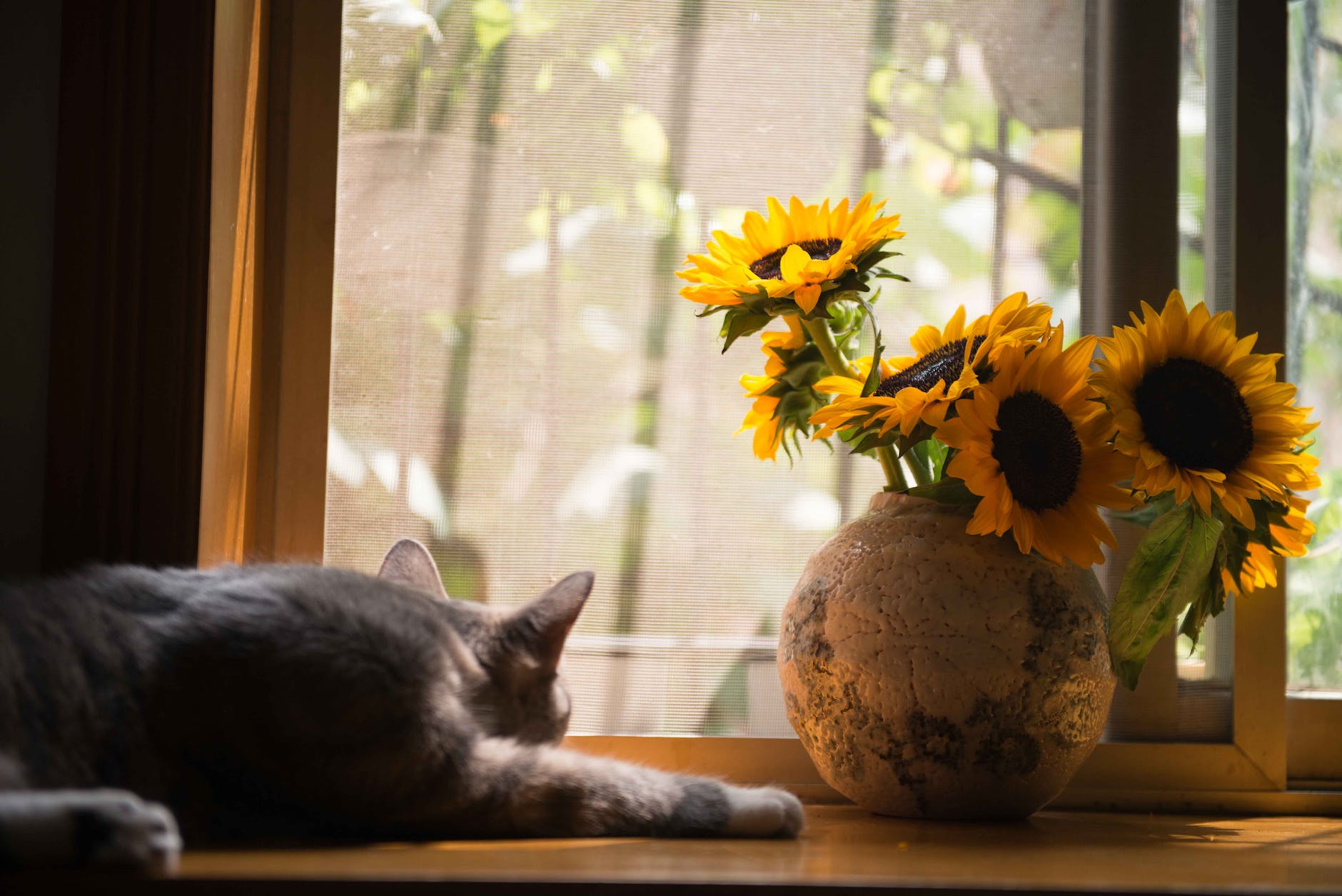 gray cat near gray vase with sunflower