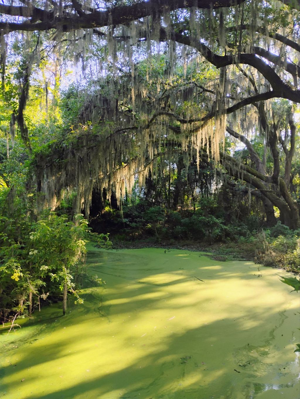 Acting in Stillness & The Beautiful&nbsp;Lowcountry