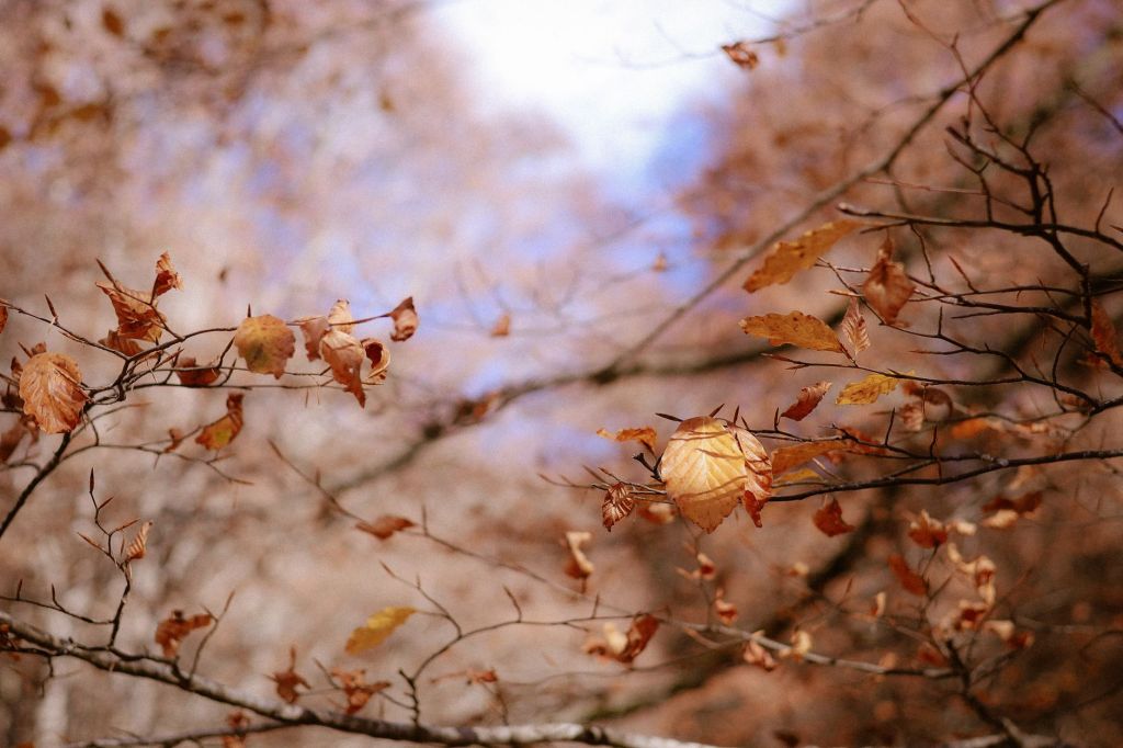 Finding Balance in Fall